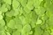 Конфетти тишью сердечки светло-салатовые 1,5 см (22) 20 г